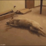 ☆★잉여 흔남의 오징어볶음 도전기★☆