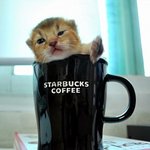 동물판 기념 초<b>미묘</b> 등장 ★아비시니안★ 아가들