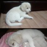 ★동물판이여 흥해라!!★ 우리 동이 사진 투척♥ (스압주의)