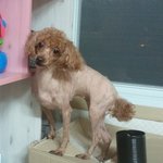 한번만 봐주세요.. 강아지를찾습니다 /갈색토이푸들/여아.<b>암컷</b>