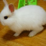 ☆★☆★☆★☆★우리토끼를 소개합니당ㅇ^.^~☆★☆★☆★☆★