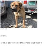 <b>육상</b>동물 전투력 순위