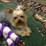 <b>도도</b>를 소개합니다!!!