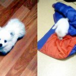 ♡♥동물 판 기념 잘생긴 우리<b>집</b> 옹<b>돌</b>군>ㅅ<♥♡