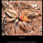 사진有))<b>지상</b>최강의곤충(+약간의절지동물)