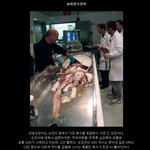 사진)징그러울수잇음) <b>대왕</b>오징어랑 거대오징어 차이