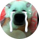 ☆<b>동물</b>판☆ 축하기념 8마리 이야기 (개판)