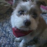 <b>복실</b>이에게 보내는 편지