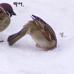 사칭사칭아 이거<b>바바</b>