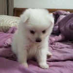 --후기--우리집막내 초<b>절정</b>귀요미를 소개합니다♥