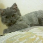 우리집  냥이를 소개하갯어용^^♥