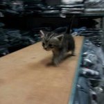 ★★★얼짱 아기 고양이 <b>우유</b> !
