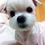 강동구 상일동 <b>해피</b>의 인생