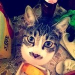 1탄) 태어난지 2주된 우리집 막둥이 하루 - ♡