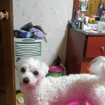 (<b>사진</b>有) ★우리<b>집</b> 강아지와 특별한만남★