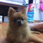 ★☆★☆동물판 생긴기념 말랑이 사진 <b>투척</b>☆★☆★