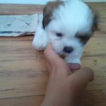 처음길러보는 우리 강아지♥