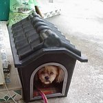 동물판기념★우리 강아지 자랑★