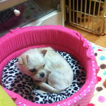 ★<b>믹스</b>견 무료분양합니다 끝까지책임지고 예쁘게키워주실 좋은주인찾아요★