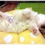 ∩_∩ 우리 몽이도 한번 올려볼게염