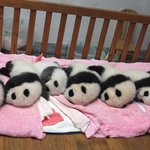 [사진有] 아기 <b>팬더</b> 1마리 분양 합니다