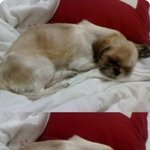 <b>사람나이</b>로 하면 60이라는....