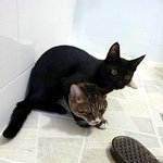 ★★★(사진有) 우리집 사고뭉치 냥이들★★★