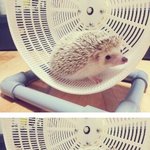 ★고슴도치판★ 동물판 생긴 기념 ㅋㅋ 고봉이 <b>고소미</b> 이야기 2