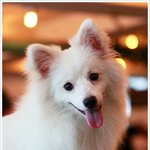 (사진有추가!!)★☆하얀여우 스피츠를 아시나요?
