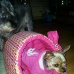 *****슈나 <b>은비</b>의 질투~*****