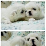 ☆동물판☆축하기념 8마리 이야기 2