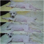 ★공주였던 우리멍멍이★
