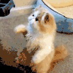 <b>시밤</b> 니들을 정화해주마