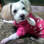 ★☆★☆우리집 14마리 베이비들을 소개합니다★☆★☆