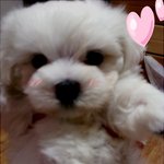 ☆★☆★☆★☆★살얼음판 같던 내 친구 모녀를 이어준 방실이★☆★☆★☆★☆