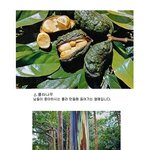 !!!!!!!!!!!!!신기한<b>식물</b>들!!!!!!!!!!!!!