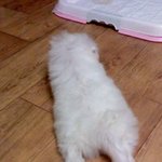 ☆★☆★우리<b>집강</b>쥐를소개해욧><☆★☆★
