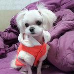 ●1% 우리집 초절정 얼짱 언니쟁이 청순<b>도도</b>를 소개합니당>.<●