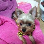 ◆동물판기념◆쵸코쵸코쵸코쵸코 쪼~꼬가 된 내시키 자랑해보고 싶었어요~