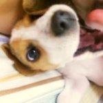 사진有 저희집개는 <b>비글</b>ㅋ 글씨음슴