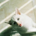 ****(추가글) 개그묘 견과류 형제를 소개합니다 *..*