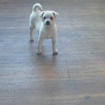 ★★★★★★사람인줄아는 우리집멍뭉이★★★★★★