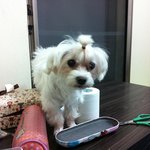동물판!! 우리<b>집</b> 멍뭉이도 한번ㅋㅋㅋ