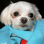 ★★★(개판) 우리 김롱군을 소개합니다★★★