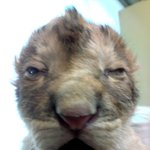 최초(!?) 사자판이요ㅋ 사자有有