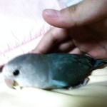 ☆★☆★☆ 본격 새(鳥)판 한번 가봅시당 ☆★☆★☆(스압)