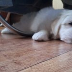 ★개퐌★ 말썽꾸러귕 똥쟁잉