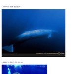 ◆106탄 세계에서 가장 큰 <b>동물</b>들(혐오일 수 있음)◆