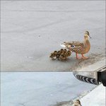 <b>오리</b>의 최후!!! 잔인함..