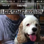 <분당 정자역 <b>탄천</b>> 갑자기 증발한 우리강아지(흰색코카) 어제 저녁...